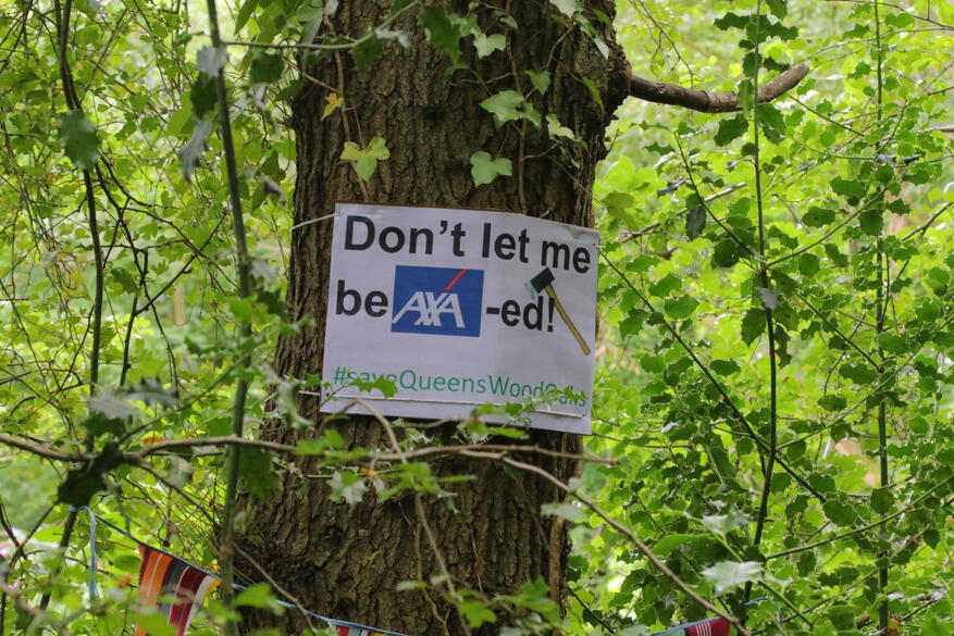One of the trees under threat. "Don't let me be AXA-ed!"